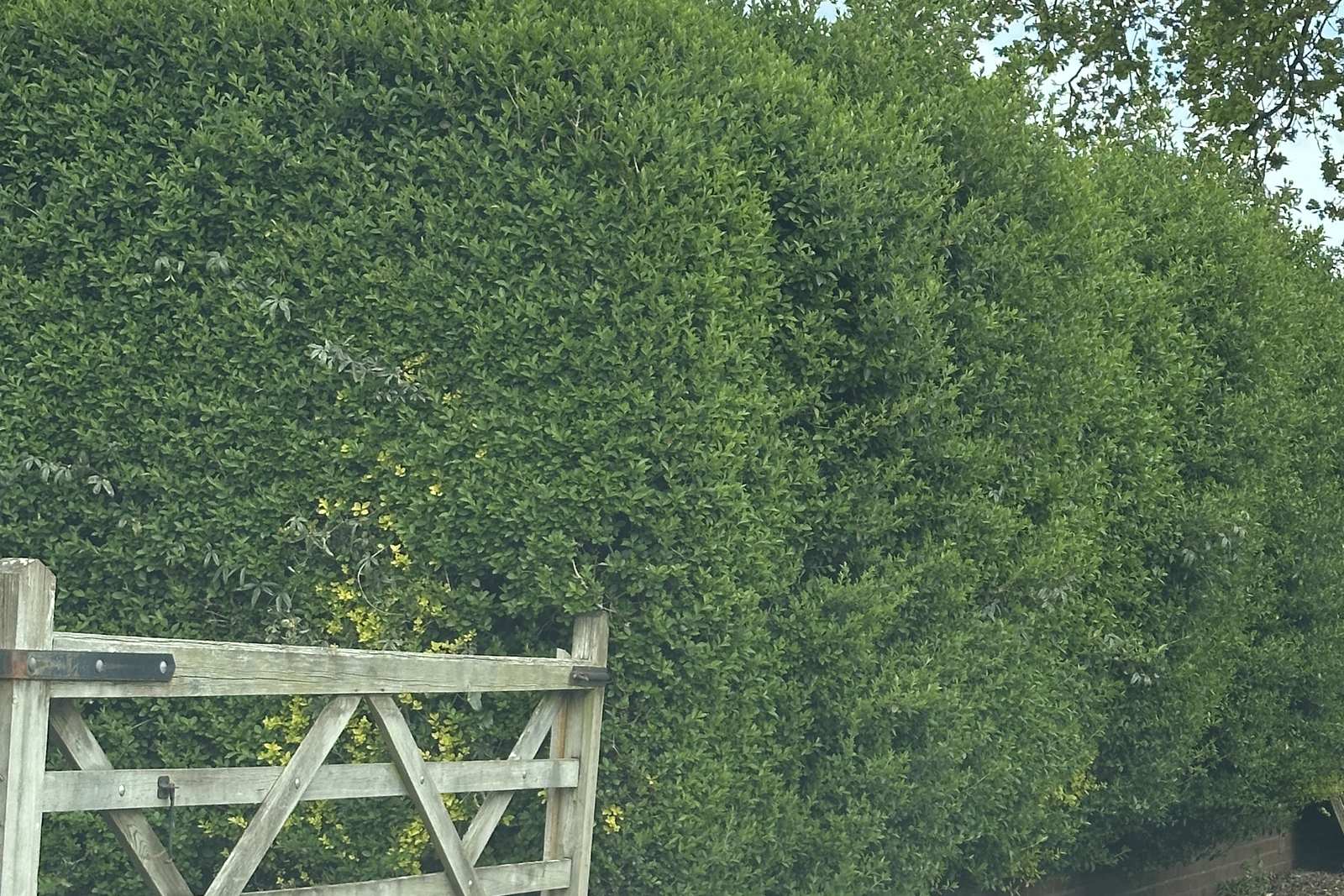 Overgrown hedge boundary before clearance.